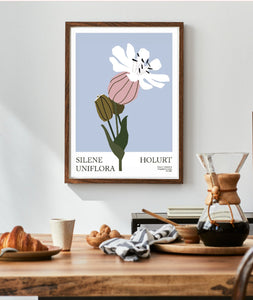 Holurt / Silene Uniflora